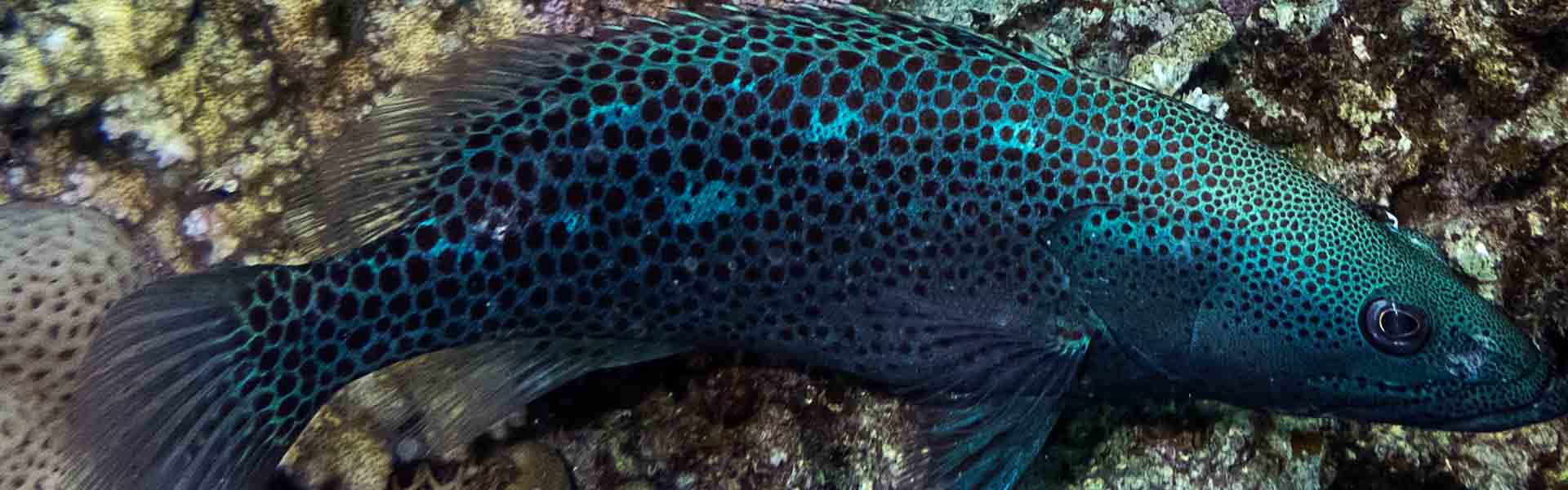 The Slender Grouper